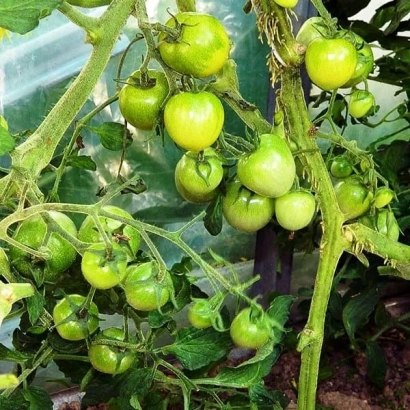 Зеленые томаты на кусте в теплице - КОКТЕЙЛЬ МОХИТО
