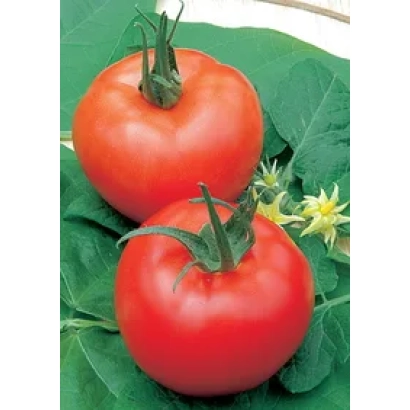 Два червоні помідори на зелених листках - Комісар F1