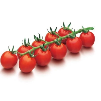 Свіжі червоні помідори сорту Кончіта на гілці