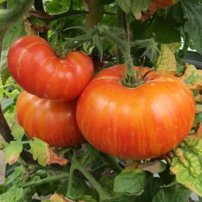 Спелые помидоры сорта КОНФЕТТИ на кусте