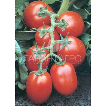 Свежие красные томаты сорта ТАНГРО на ветке - КОНИА