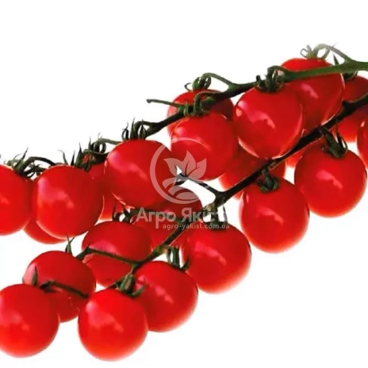 Красные помидоры сорта Arpo на ветке - Конори F1