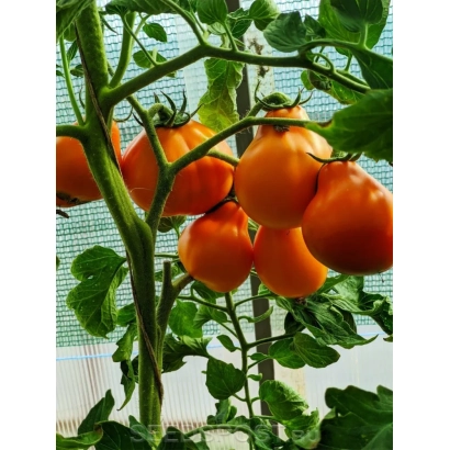 Red tomatoes on a vine in a greenhouse - COPILOKA
