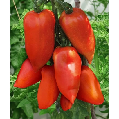 Червоні переці на рослинні - КОРНАБЕЛЬ