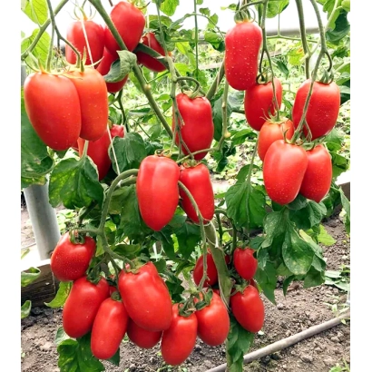 Червоні помідори на кущі в теплиці - Корольок