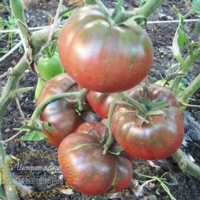 Спелые красные томаты сорта Королевский на кусте