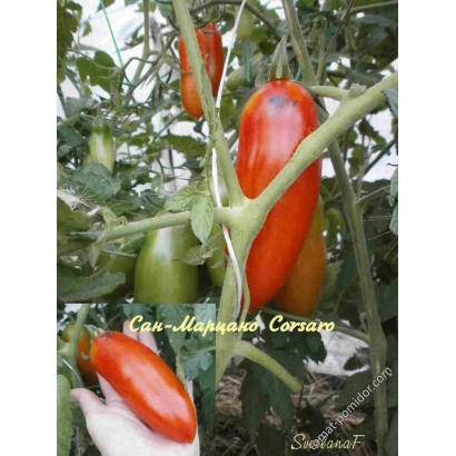 Красные и зеленые томаты сорта Корсар на ветке