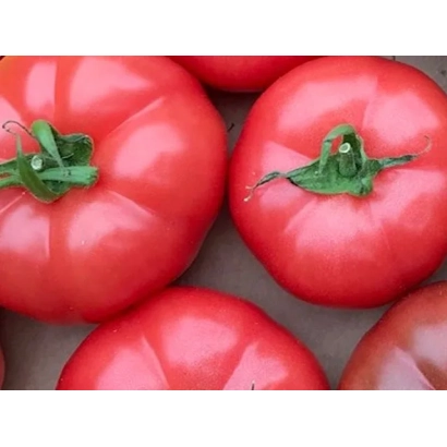 Крупные красные томаты сорта Корсика на фоне упаковки