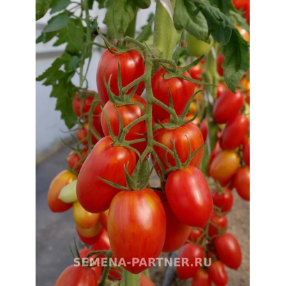 Спелые красные томаты сорта КОСТИК на ветке