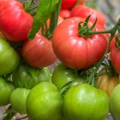 Спелые и зеленые томаты на ветке - Котито