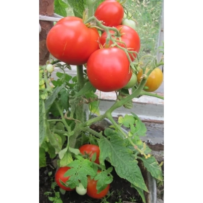 Спелые красные томаты на ветке - КРАЙНИЙ СЕВЕР