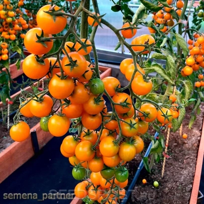 Пакет семян томата с надписью семена_partner - КРАСКИ