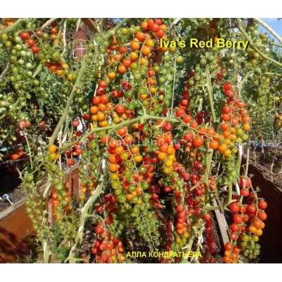 Томат Красная Ягода на кусте