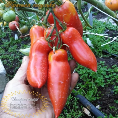 Красная сосулька — красный томат на ветке в руке