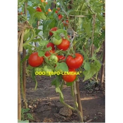 Томаты на кусте с надписью ООО "ЕВРО-СЕМЕНА" - КРАСНАЯ ЗАРЯ