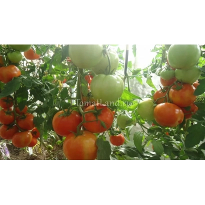 Томаты КРАСНОБАЙ на ветвях в теплице
