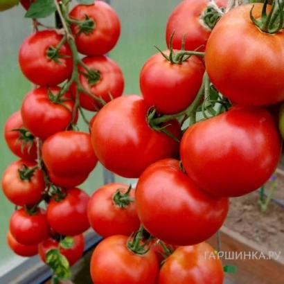 Дозрілі червоні помідори на гілках - ЧЕРВОНИЙ ФА́КЕЛ