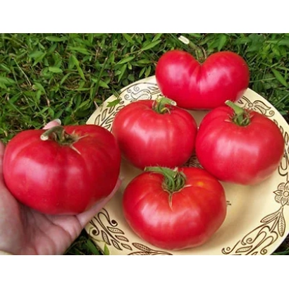 Красные томаты на тарелке с зелёной травой на фоне - КРАСНЫЙ СЛОН