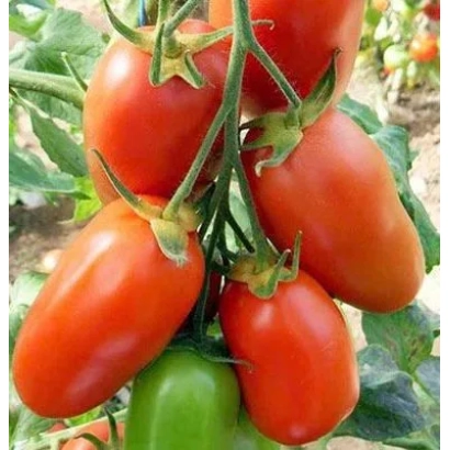 Красные и зеленые помидоры на ветке томата - Красунчик (для видкр. и закр. грунту)