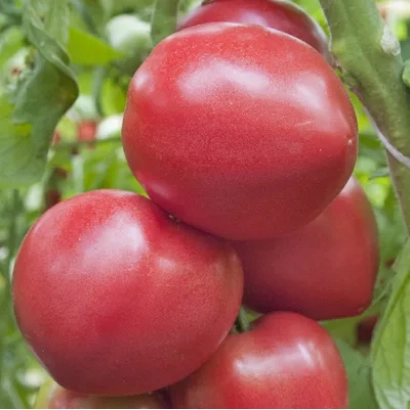 Красные томаты на ветке - КРЕАТИВ