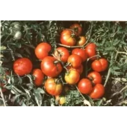 Дозрілі червоні помідори на кущі - Кременчуцький