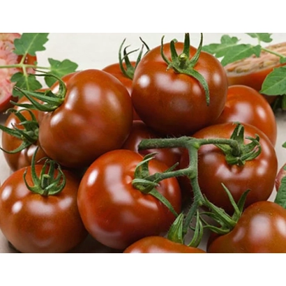 Спелые красные томаты сорта Креолка на ветке