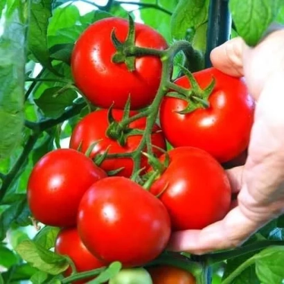 Красные томаты на ветке, рука держит гроздь - КРИСТАЛЛ