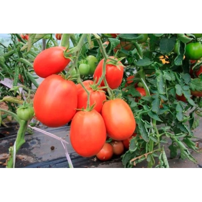 Дозрілі червоні помідори на гілках рослини - КРОВ'ЯНИЙ МЕРІ