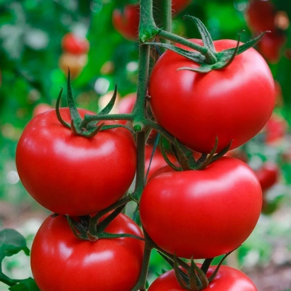 Червоні помідори на гілці - КУАНТУМ
