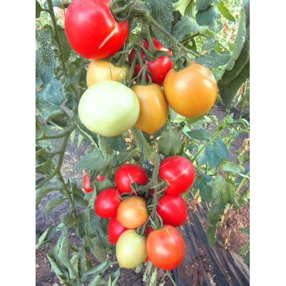 Спелые и незрелые помидоры на кусте - Кудесник