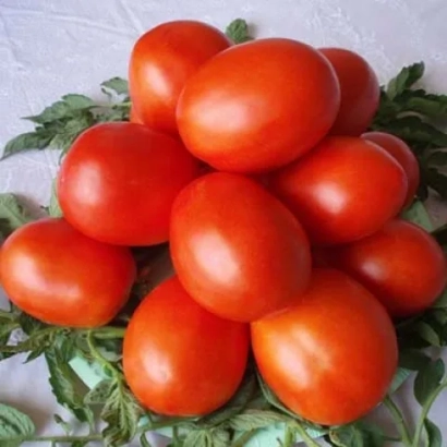 Свежие красные томаты сорта Кумач на зелёных листьях