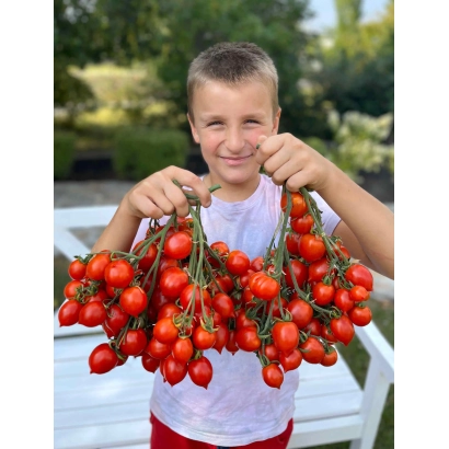 Деталь держит гроздь красных томатов - Купидон