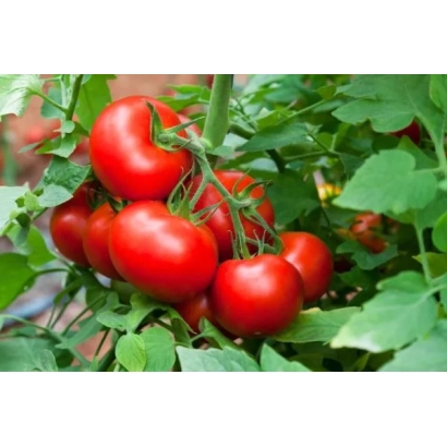 Спелые красные томаты на ветке - КУПЛЕТ