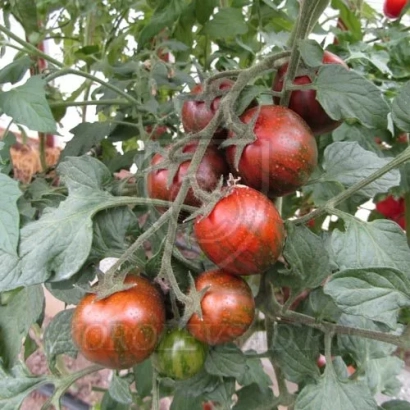 Red tomatoes on a vine with green leaves - KURO SUJJI