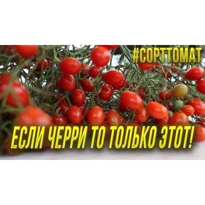 Красные томаты сорта Сорттомат на ветке - Л-07-14К