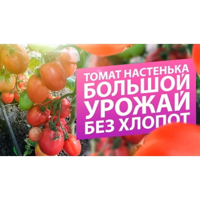 Tomat Nastenka on a bush with fruits - L-26/19