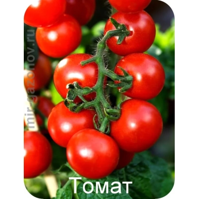 Close-up of red tomatoes on a vine with text Tomat - L-63-19P