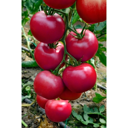 Красные томаты на ветке - ЛЬВОВИЧ