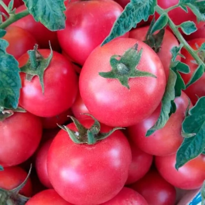 Свежие красные томаты на ветвях - Л469/160
