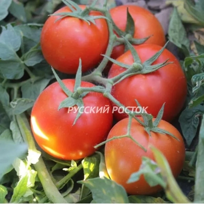 Спелые красные томаты на ветке с надписью РУССКИЙ РОСТОК - Л91/12