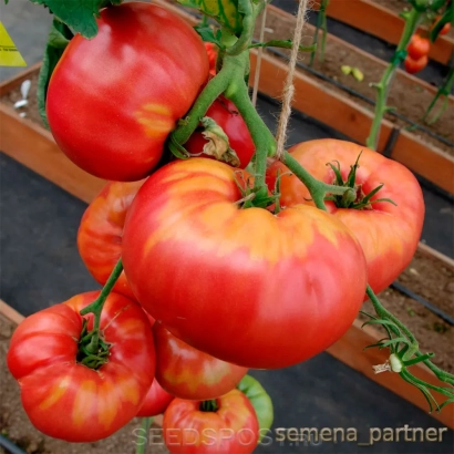 Спелые красные томаты сорта ЛАДЬЯ на ветвях