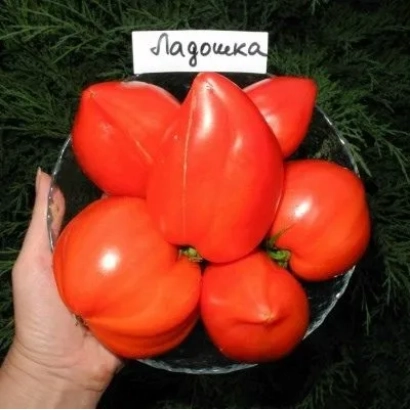 Красные томаты сорта Ладушка в руке на фоне зелени