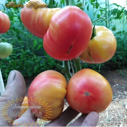 Спелые помидоры сорта ЛАКИ | LAKES на ветке с зелеными листьями на фоне