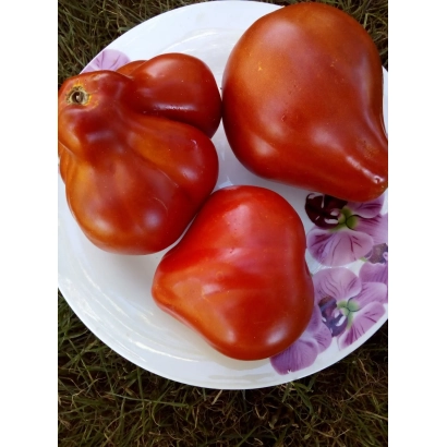 Томаты сорта Ламбада на белой тарелке