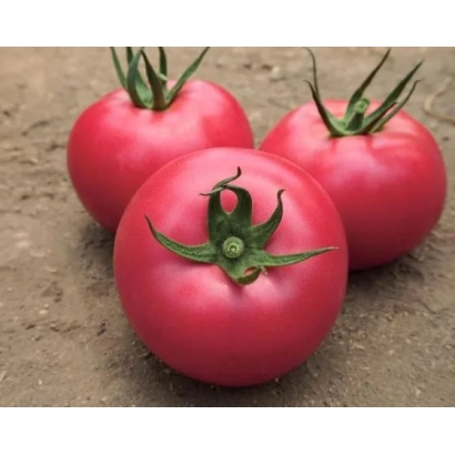 Томаты сорта Ланканг на земле