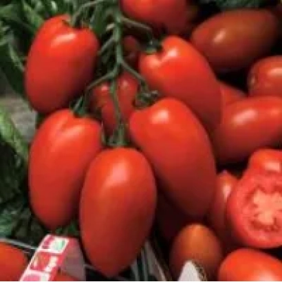 Свежие красные томаты сорта Ланселот на ветвях с одним разрезанным плодом