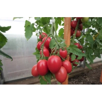 Спелые красные томаты сорта Лапочка на ветке в теплице