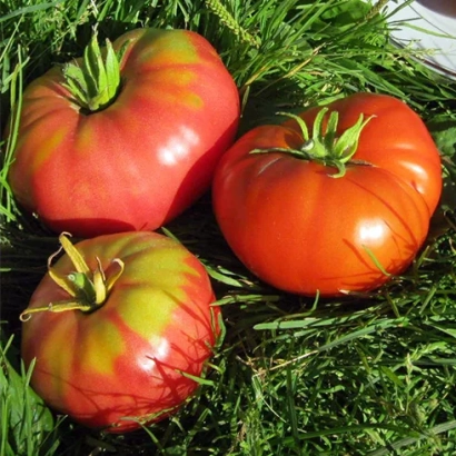 Томаты сорта Лавина на зелёной траве