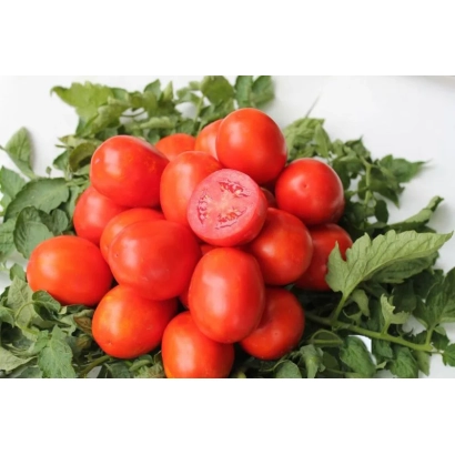 Fresh red tomatoes of the Legion variety on a green background