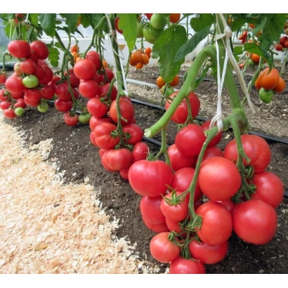 Красные томаты сорта Легионер на кусте в теплице